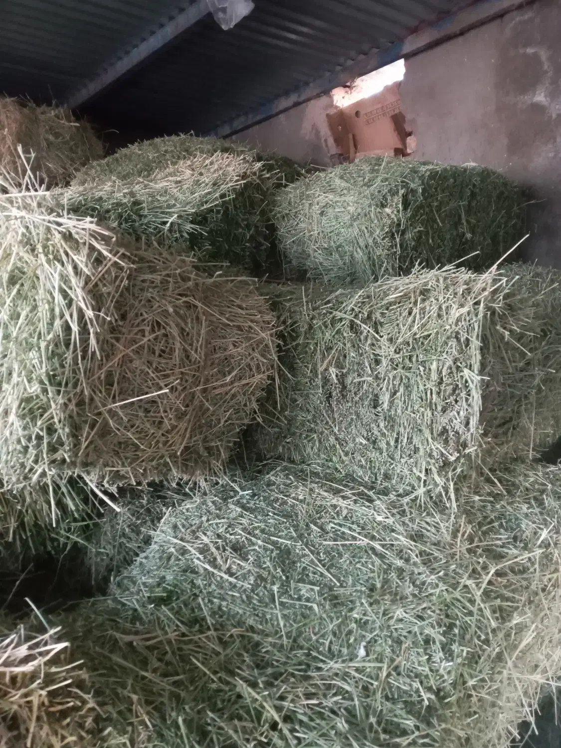 پرس یونجه|لوازم جانبی حیوانات|فیروزه, |دیوار