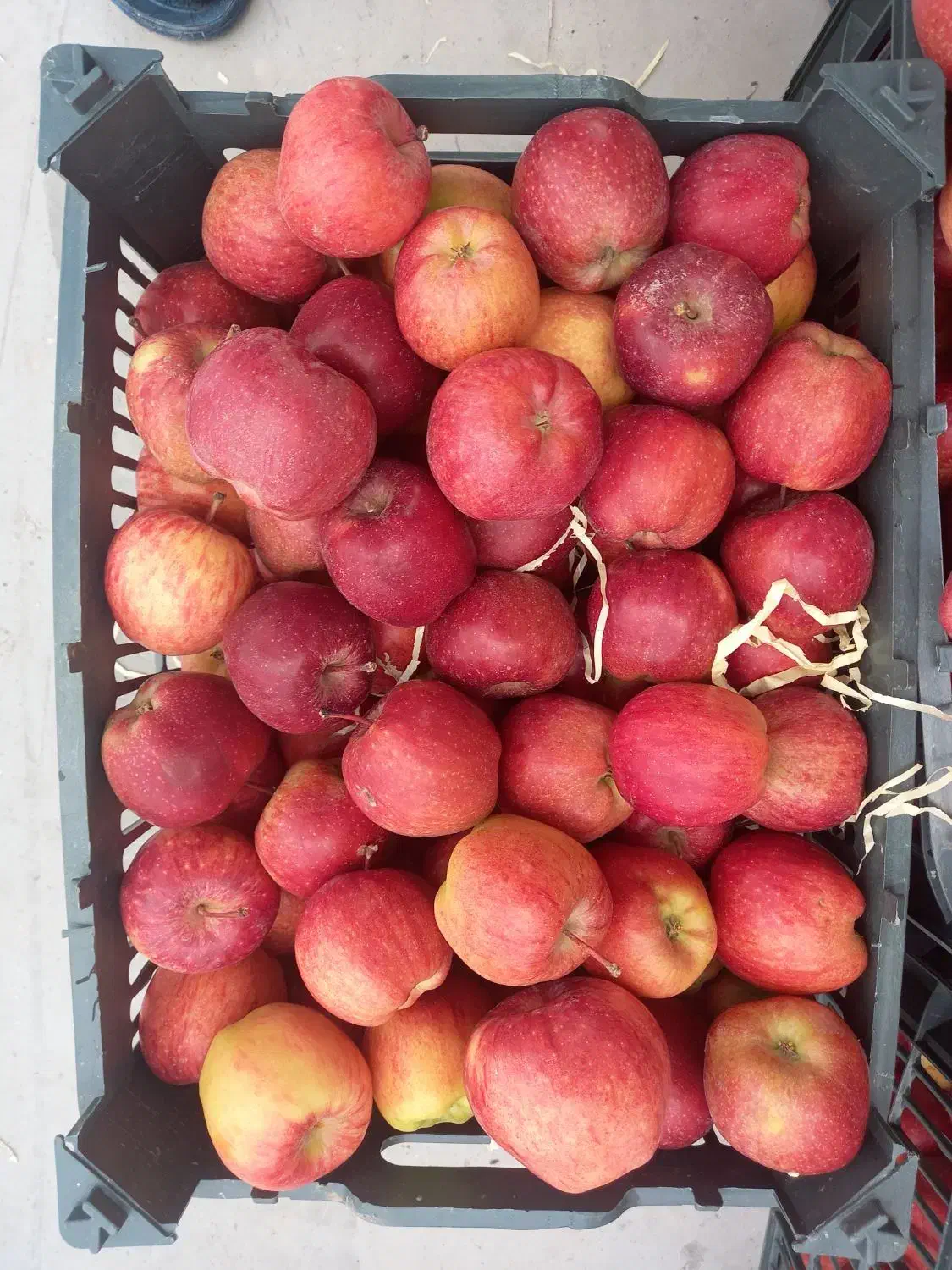 سیب درجه ۲|خوردنی و آشامیدنی|اشنویه, |دیوار