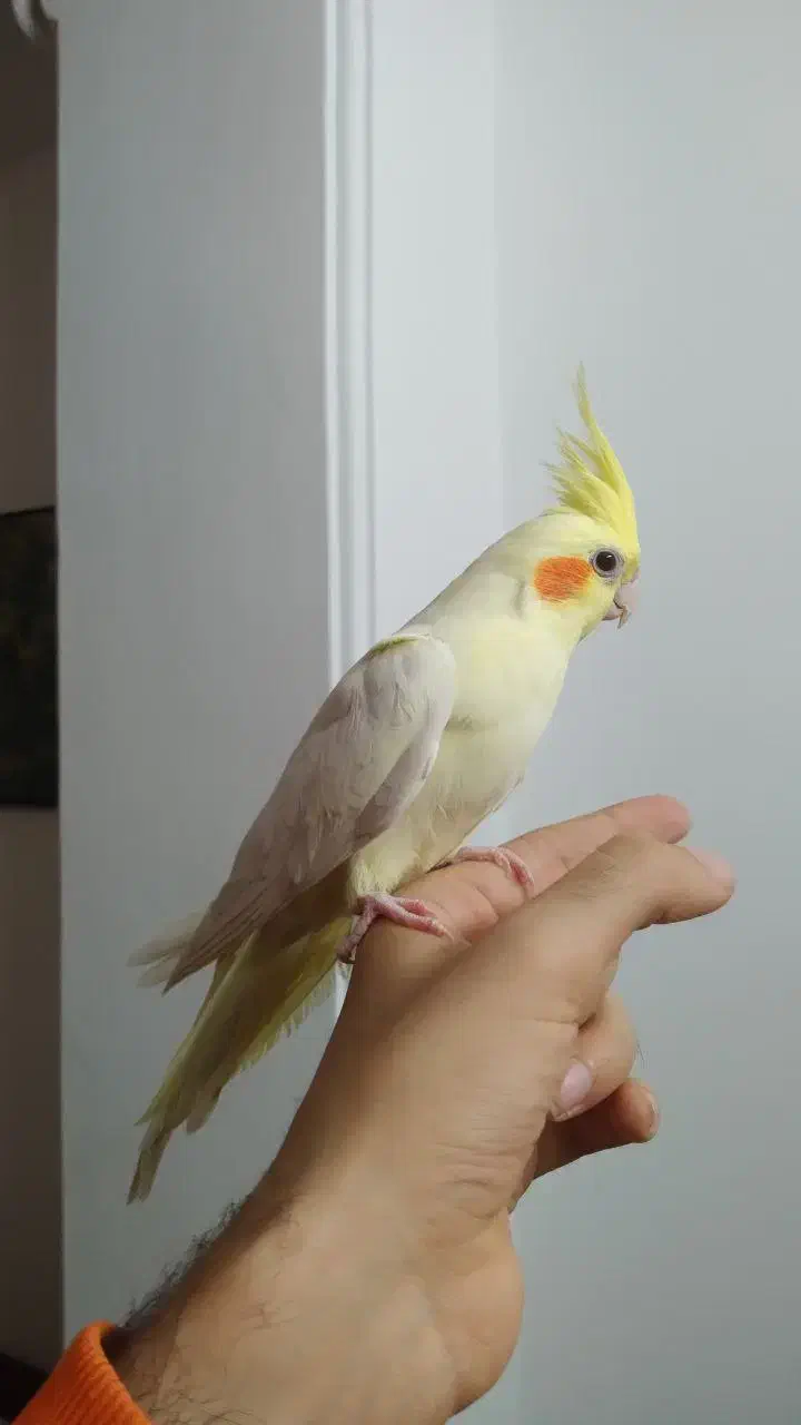 طوطی عروس هلندی های سخنگو و رام رنگبندی مختلف|پرنده|قائمشهر, |دیوار