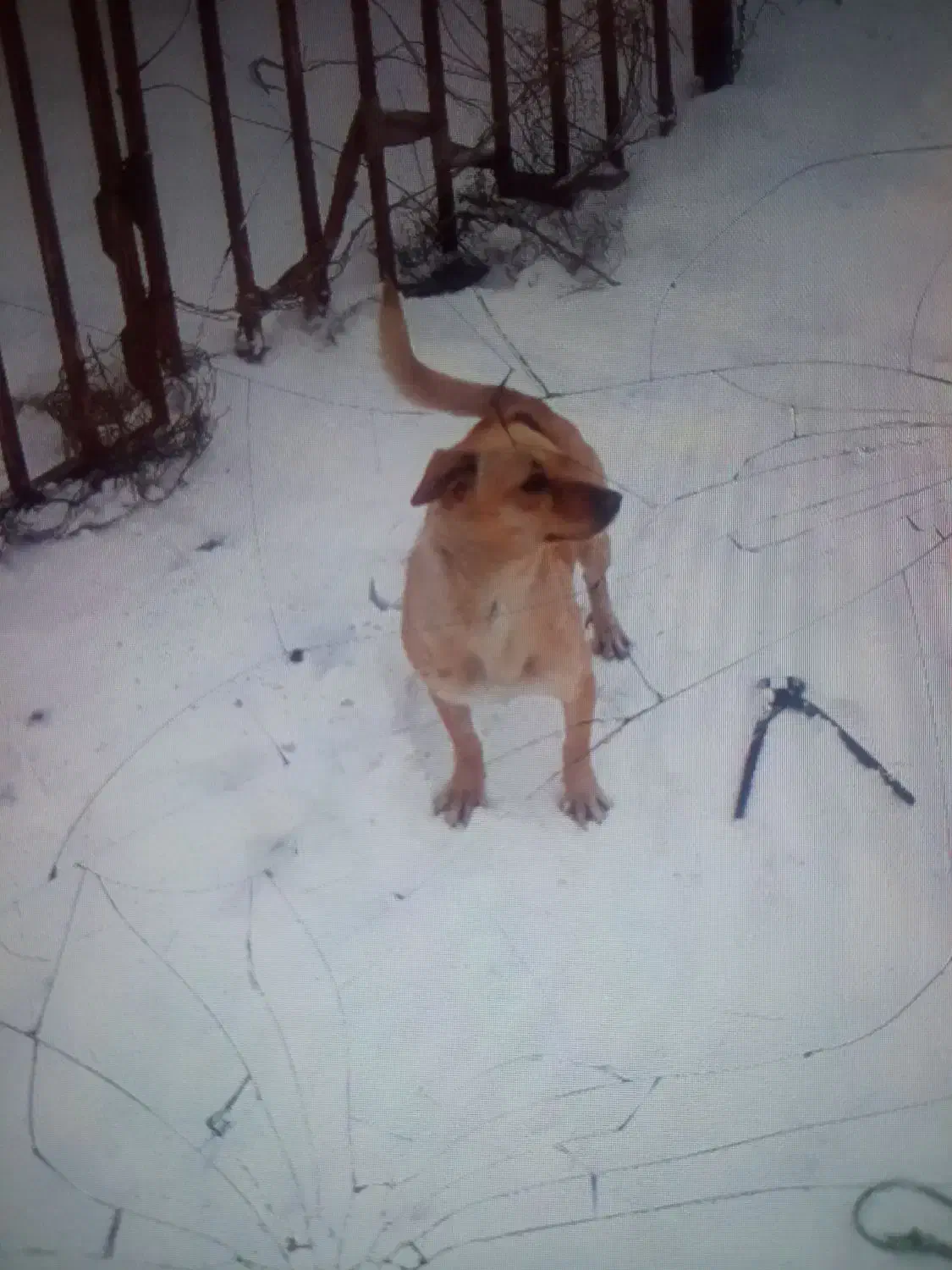 سگ پاکوتاه|سگ|میانه, |دیوار