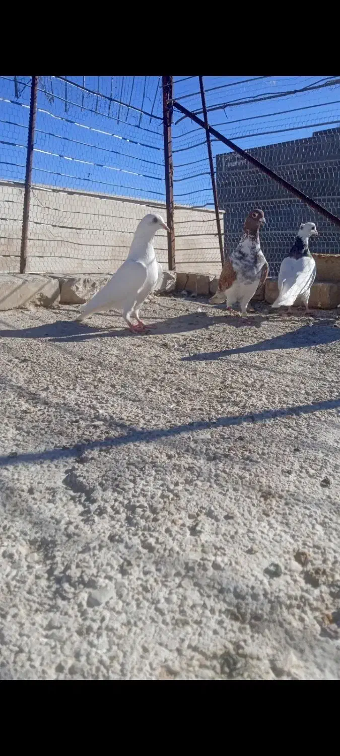 چنتا کفتر گرفتنی|پرنده|اسفراین, |دیوار