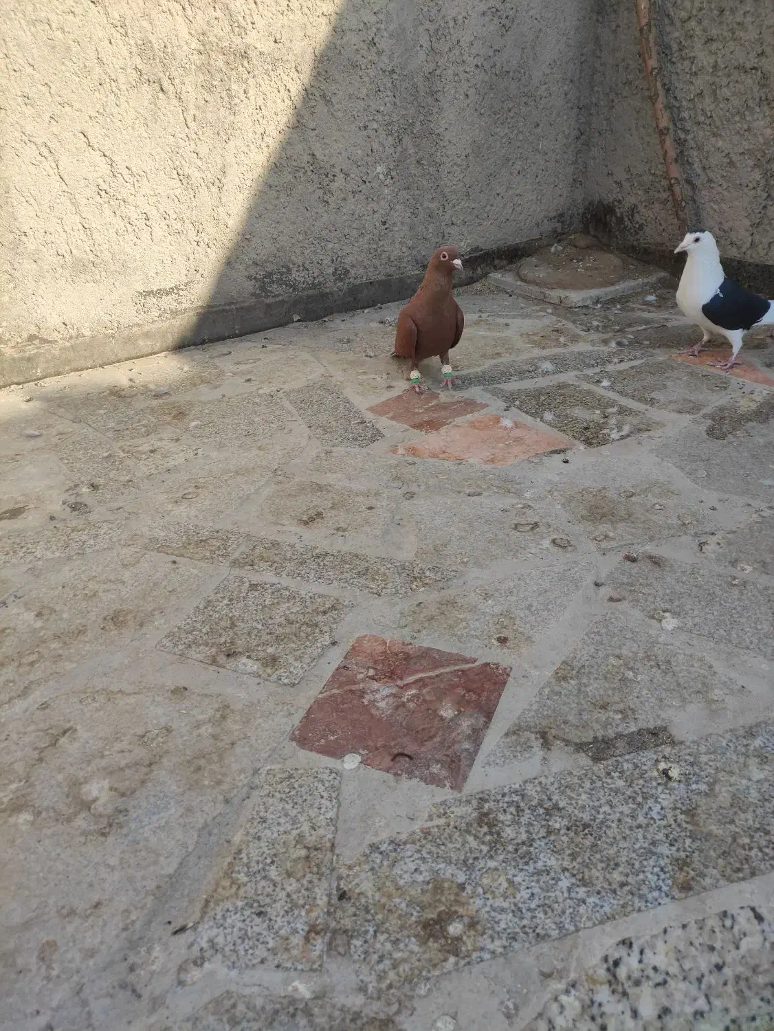 سرخ کرمانی نر|پرنده|مشهد, امیرآباد|دیوار