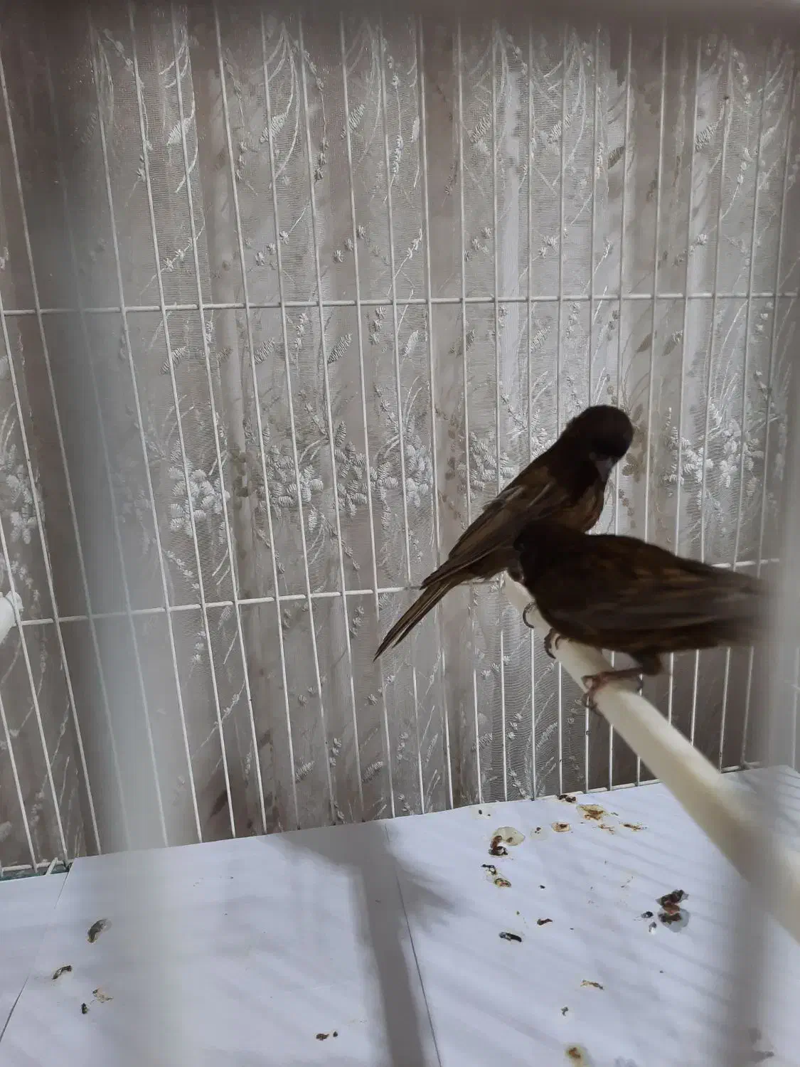 قناری کرست|پرنده|رشت, شهرک آیت الله منتظری|دیوار