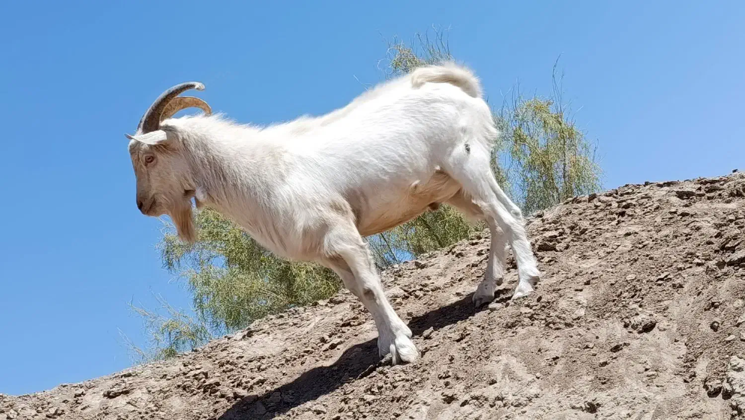 تکه سانن اصل فرانسوی|حیوانات مزرعه|قائن, |دیوار