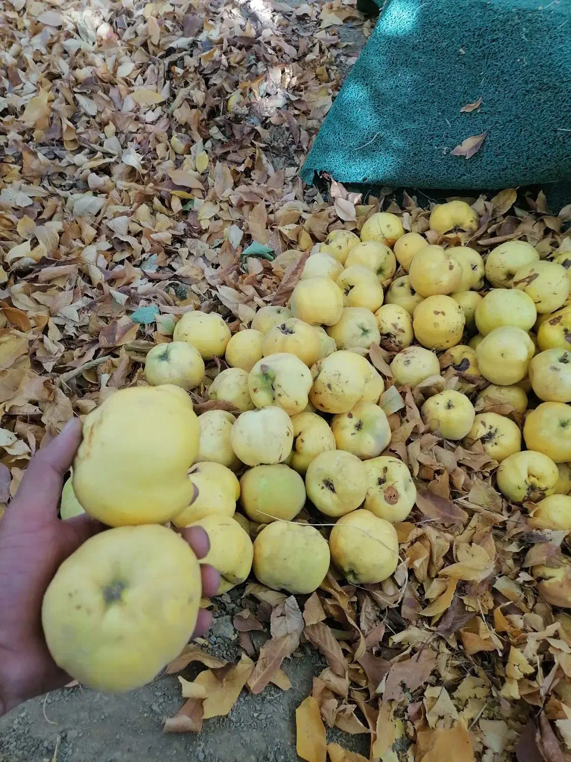 میوه به(بی)|خوردنی و آشامیدنی|موچش, |دیوار