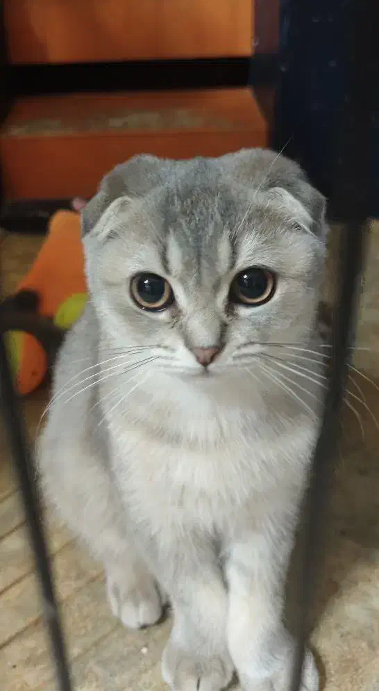 واگذاری دو گربه اسکاتیش بریتیش دبل فولد|گربه|کرمان, |دیوار