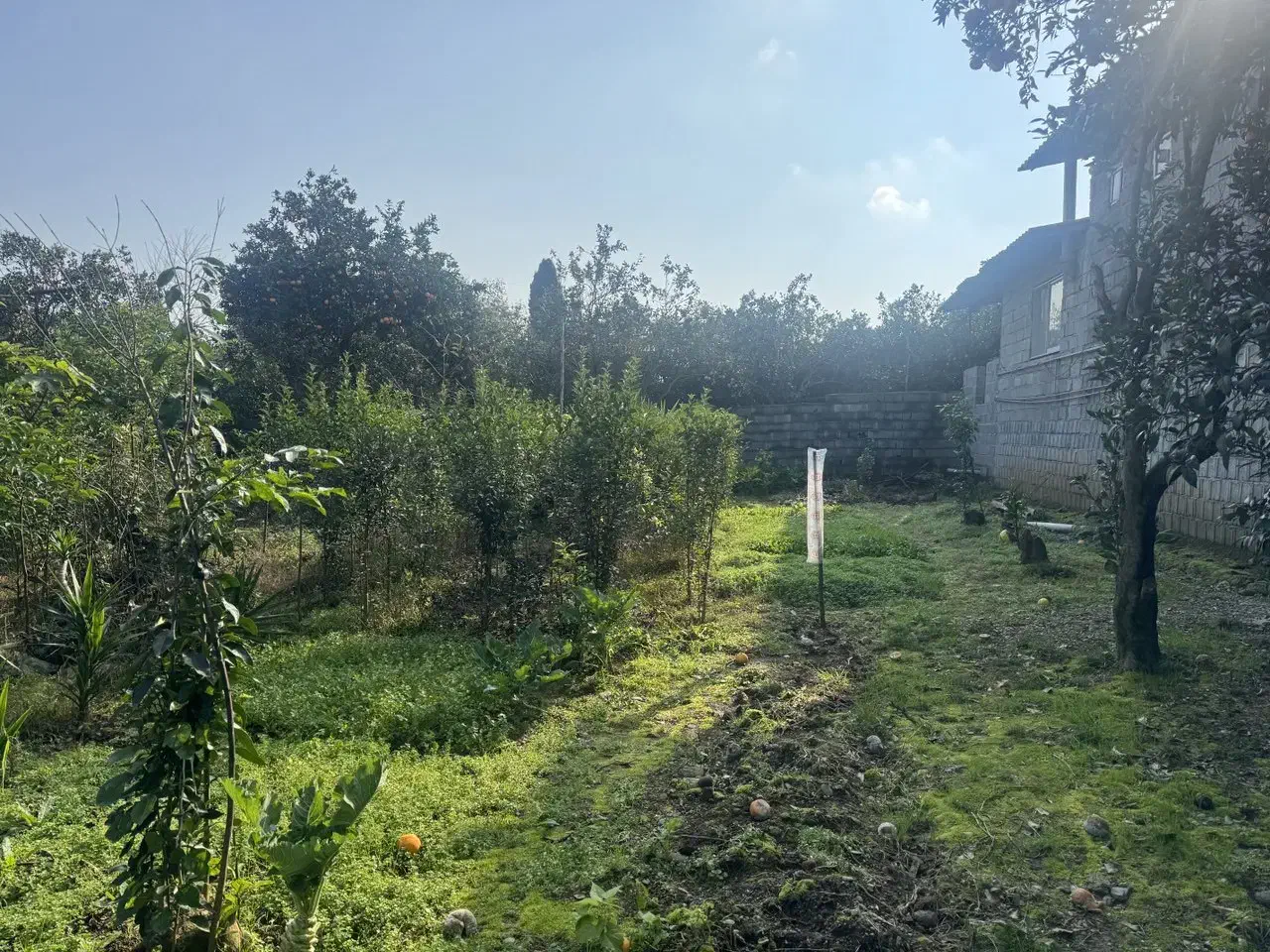 فروش زمین ۳۵۰ متری مسکونی کوچه خصوصی|فروش زمین و ملک کلنگی|نشتارود, |دیوار