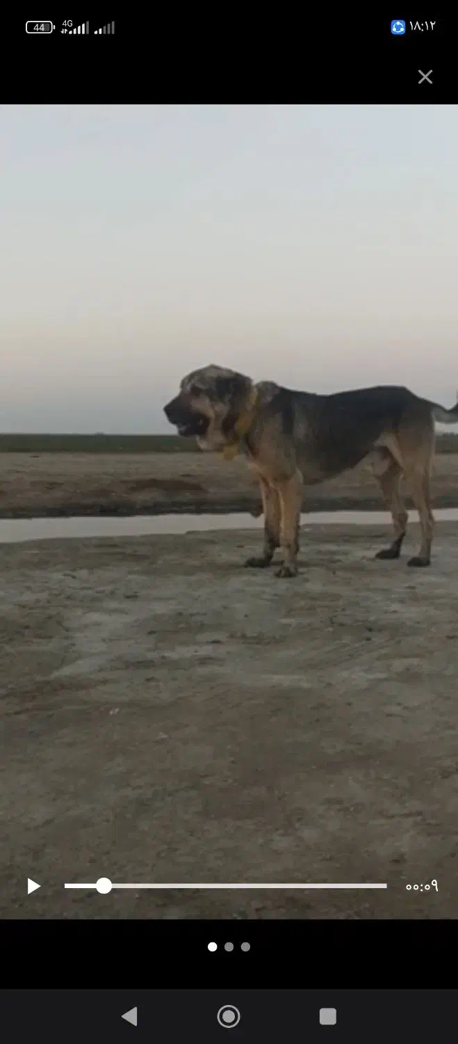 سگ پژدر نر|سگ|بندر ترکمن, |دیوار