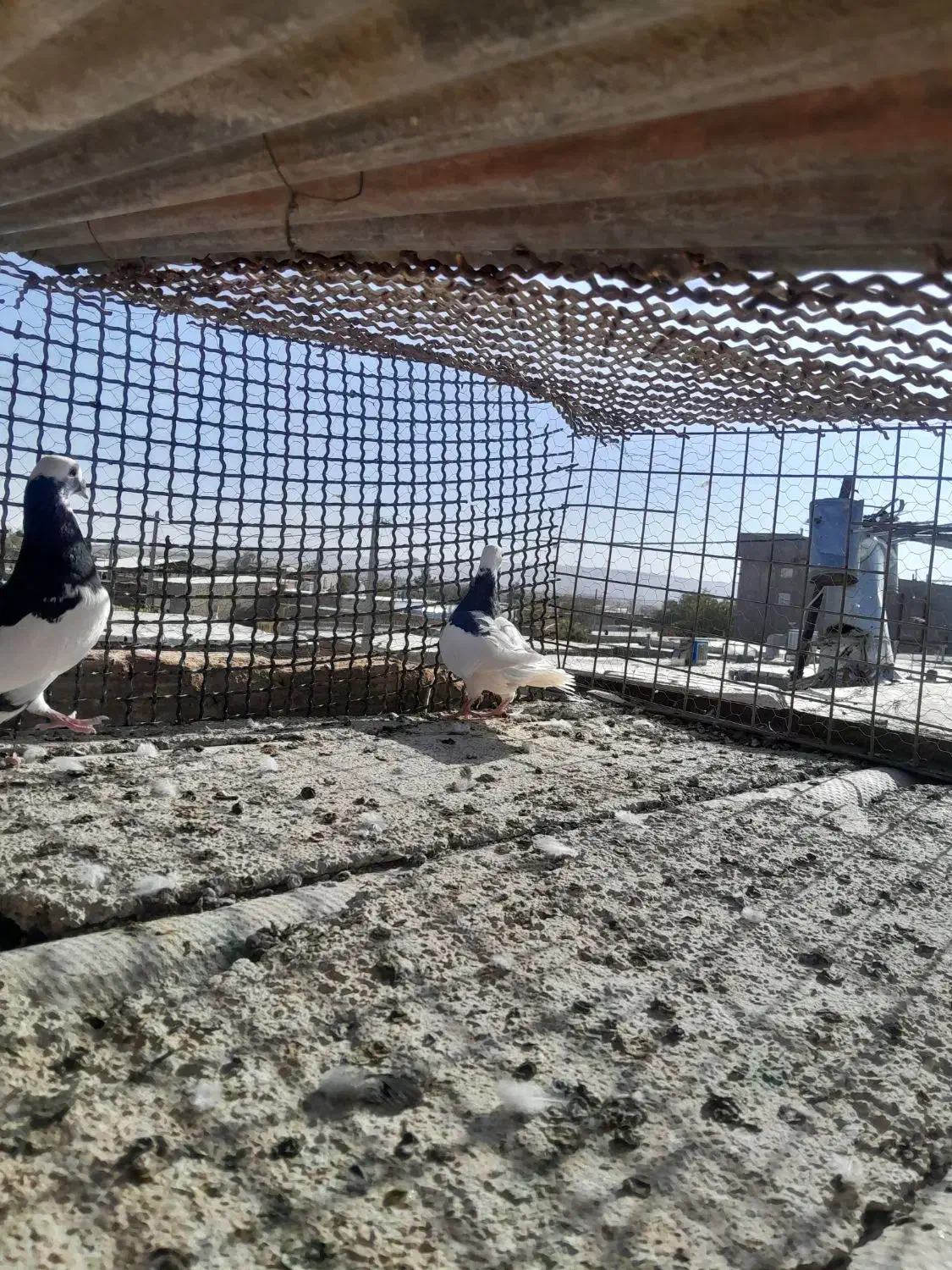 اسباب بازی|اسباببازی بچه|تربتحیدریه, مسجد جامع|دیوار