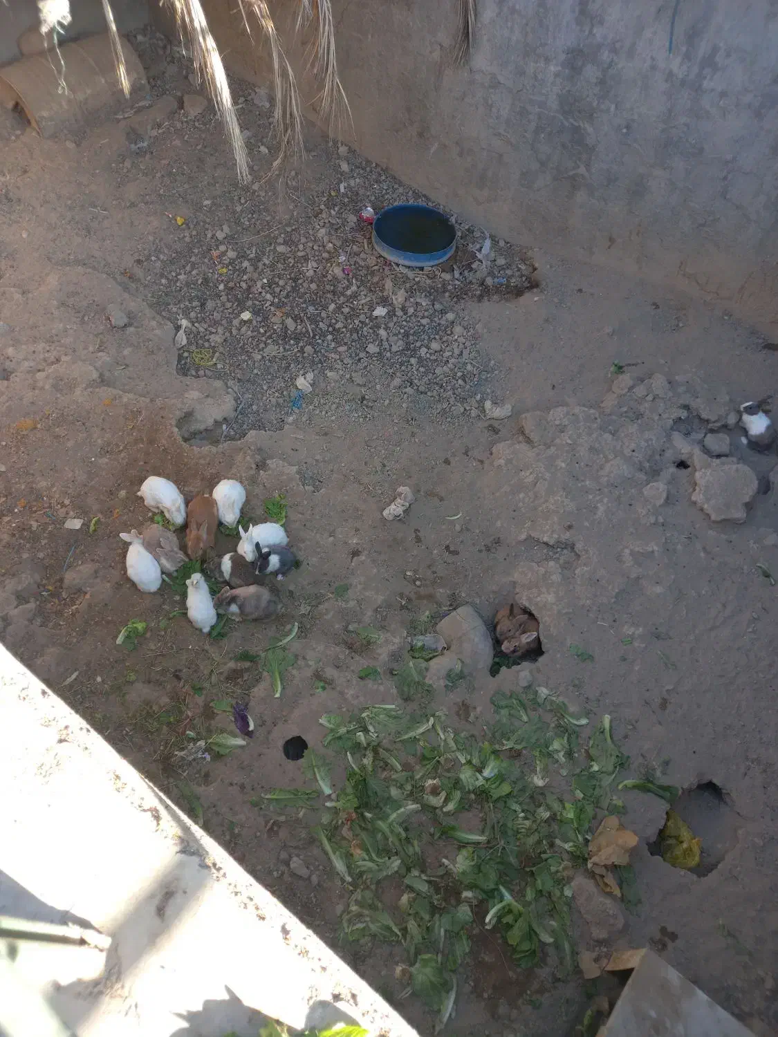 خرگوش|موش و خرگوش|قم, الغدیر|دیوار