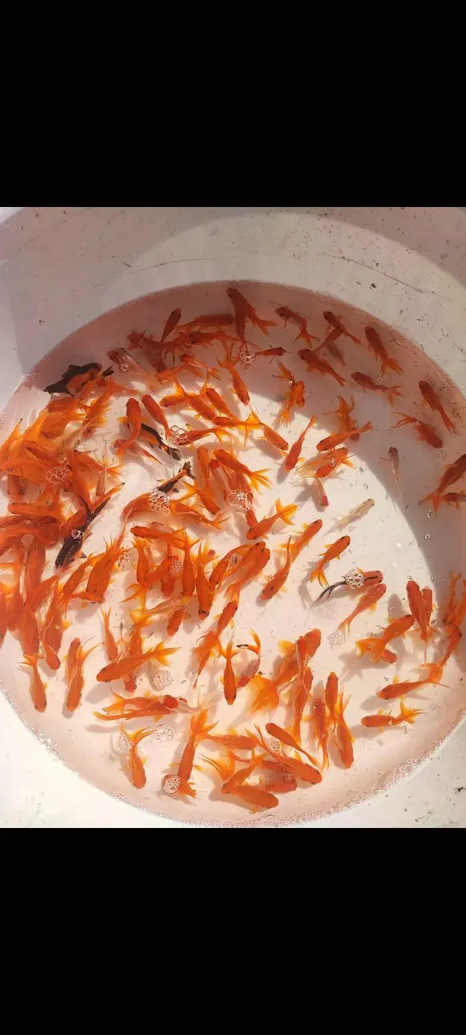 فروش ماهی قرمز گلدفیش|ماهی|سنگر, |دیوار