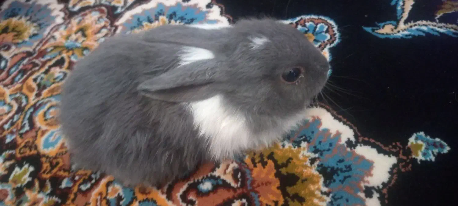 بچه خرگوش|موش و خرگوش|سنندج, |دیوار