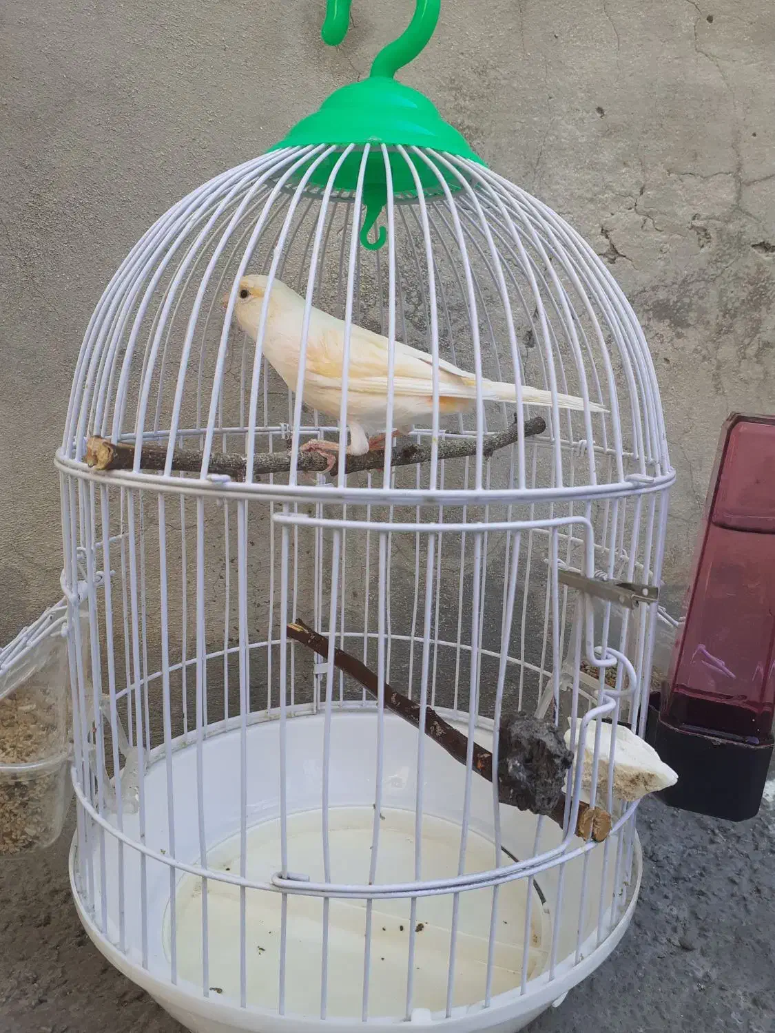 قناری نر یک ساله|پرنده|دینور, |دیوار