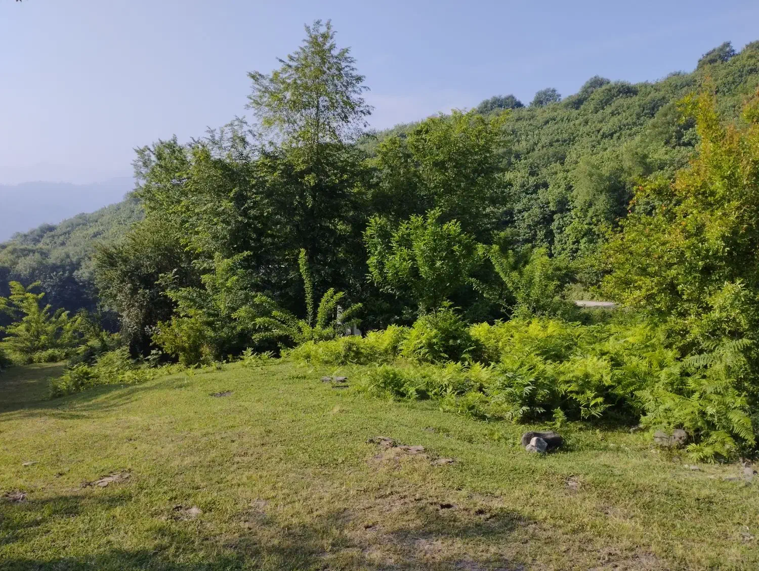 فروش فوری قطعه زمین باغی ۵۰۰متری منطقه بکر اطاقور|فروش زمین و ملک کلنگی|اطاقور, |دیوار