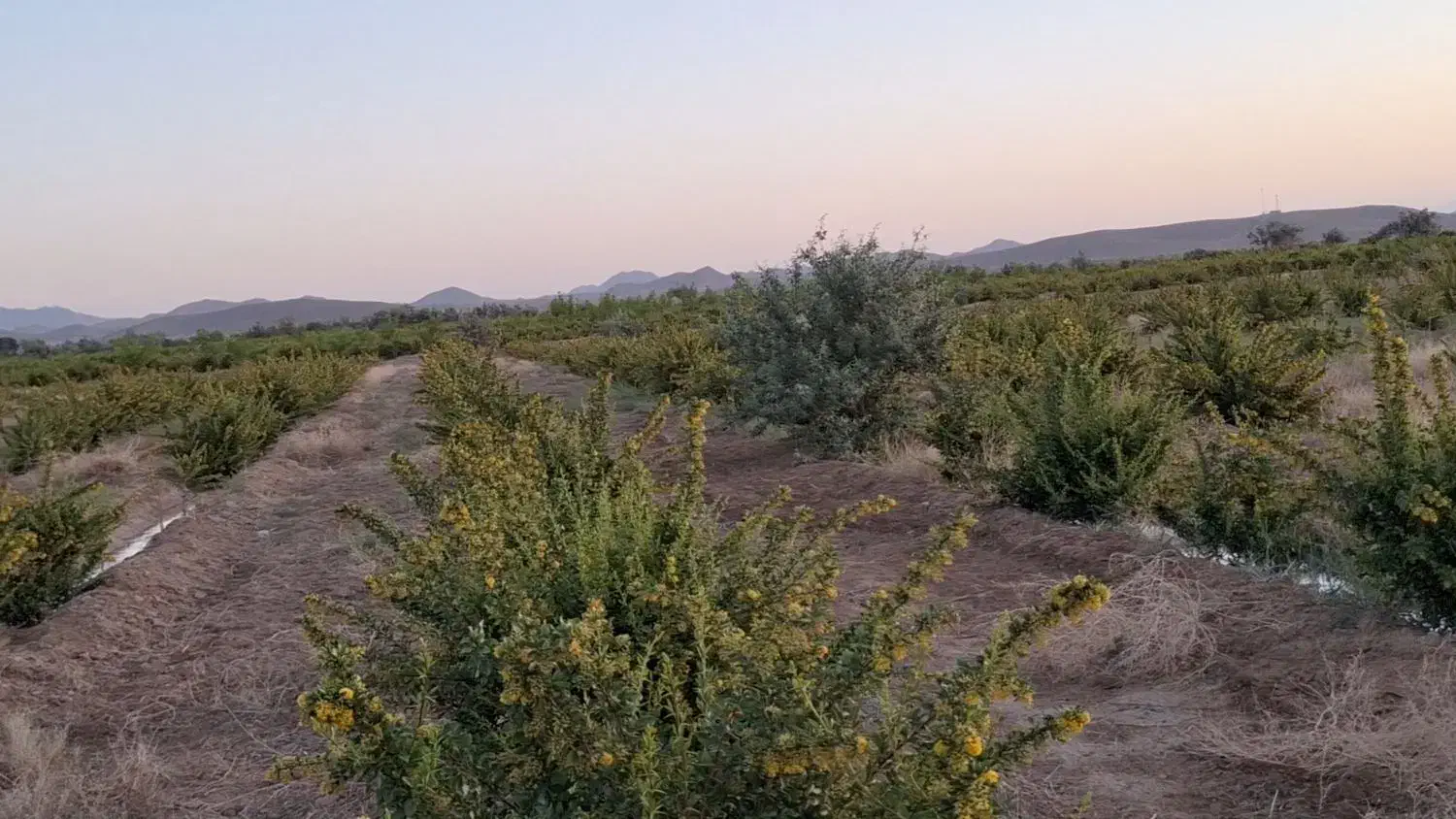 زرشک اناری سربیشه|خوردنی و آشامیدنی|سربیشه, |دیوار