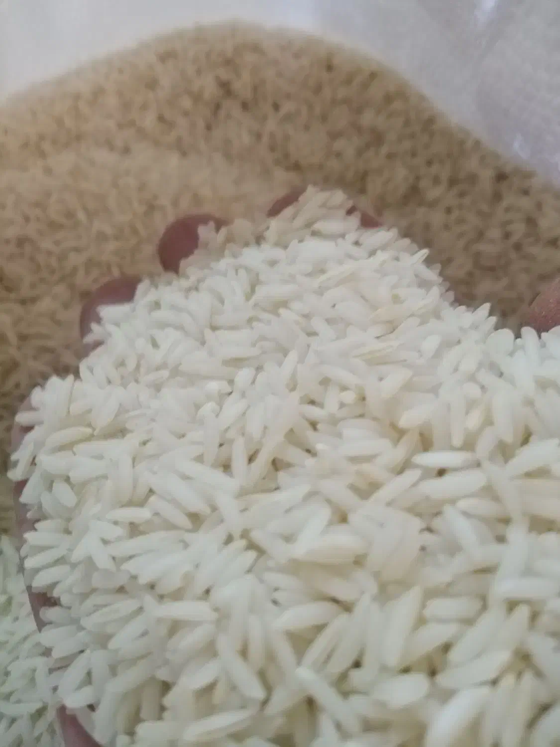 برنج هاشمی سورتینگ شده|خوردنی و آشامیدنی|قم, حاج زینل|دیوار