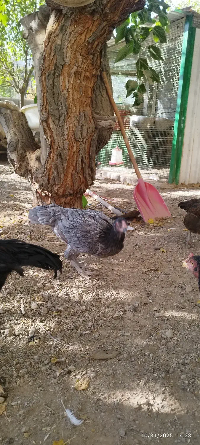 لاری|حیوانات مزرعه|هشتگرد, هیو|دیوار