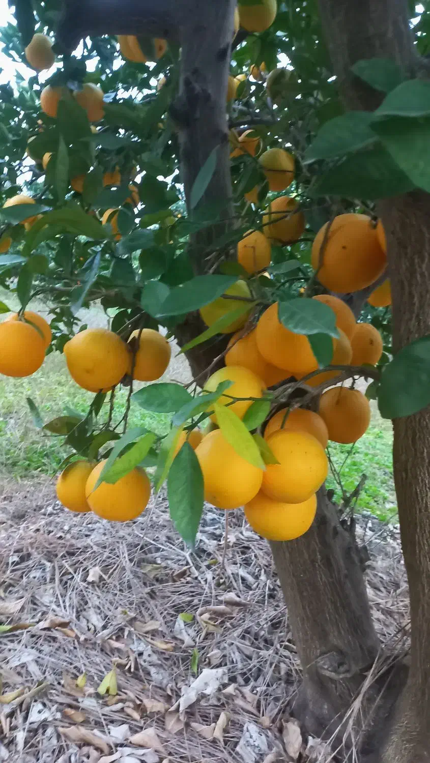 پرتقال تامسون|خوردنی و آشامیدنی|قائم‌شهر, |دیوار