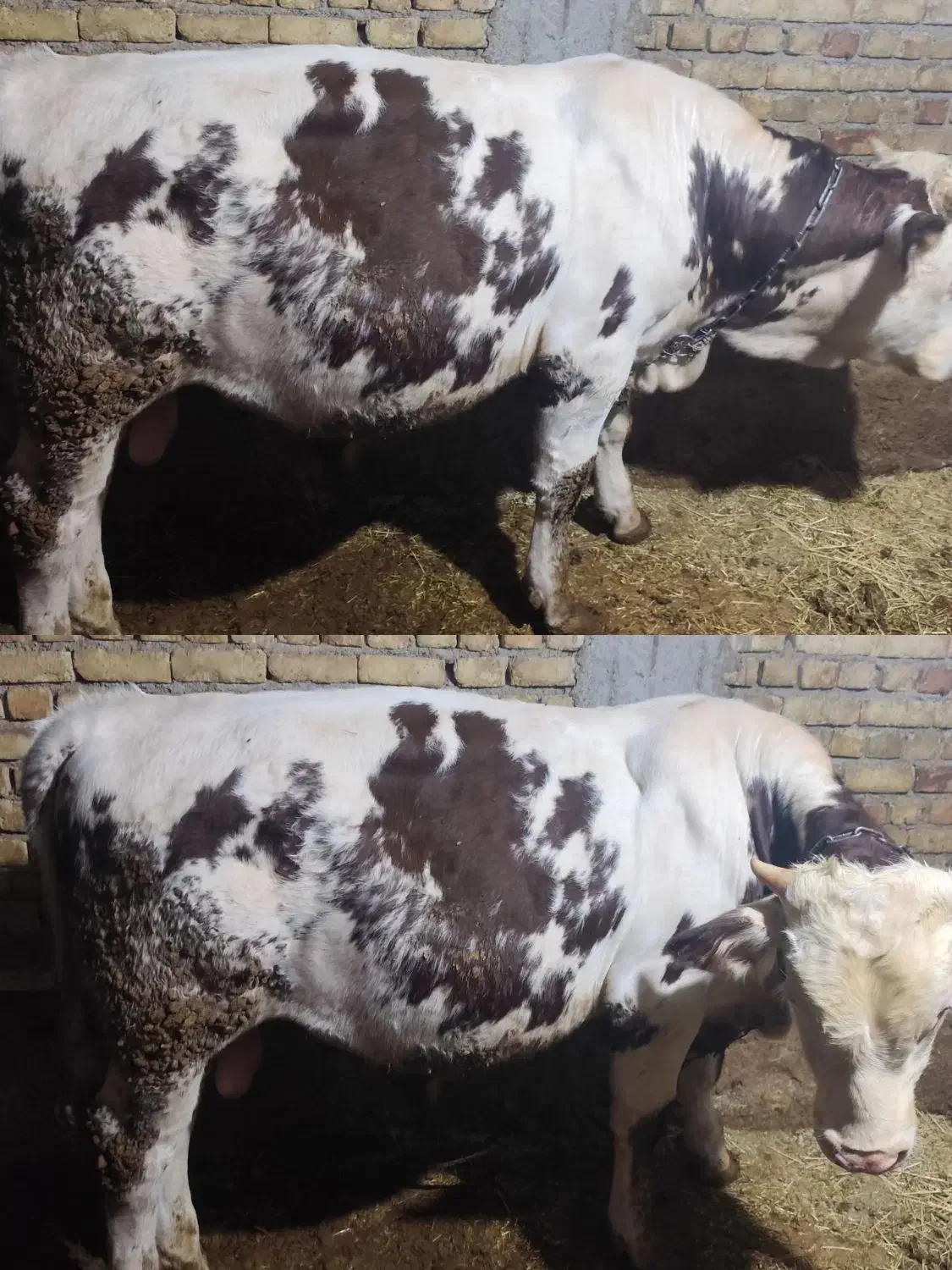 فروش گوساله نر سیمینتال|حیوانات مزرعه|اردل, |دیوار