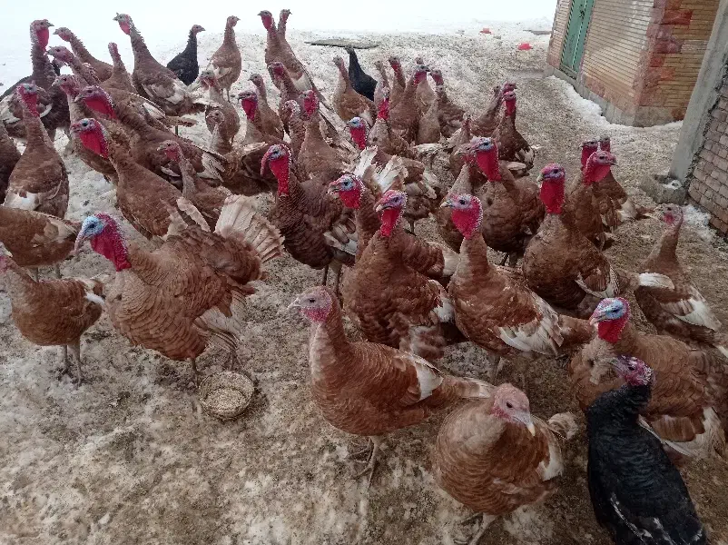 بوقلمون|حیوانات مزرعه|بانه, |دیوار