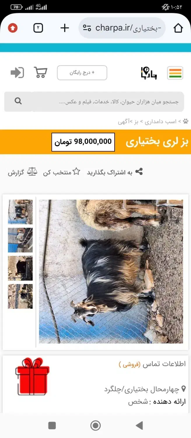 فروش بز به همراه بزغاله|حیوانات مزرعه|ساوه, |دیوار