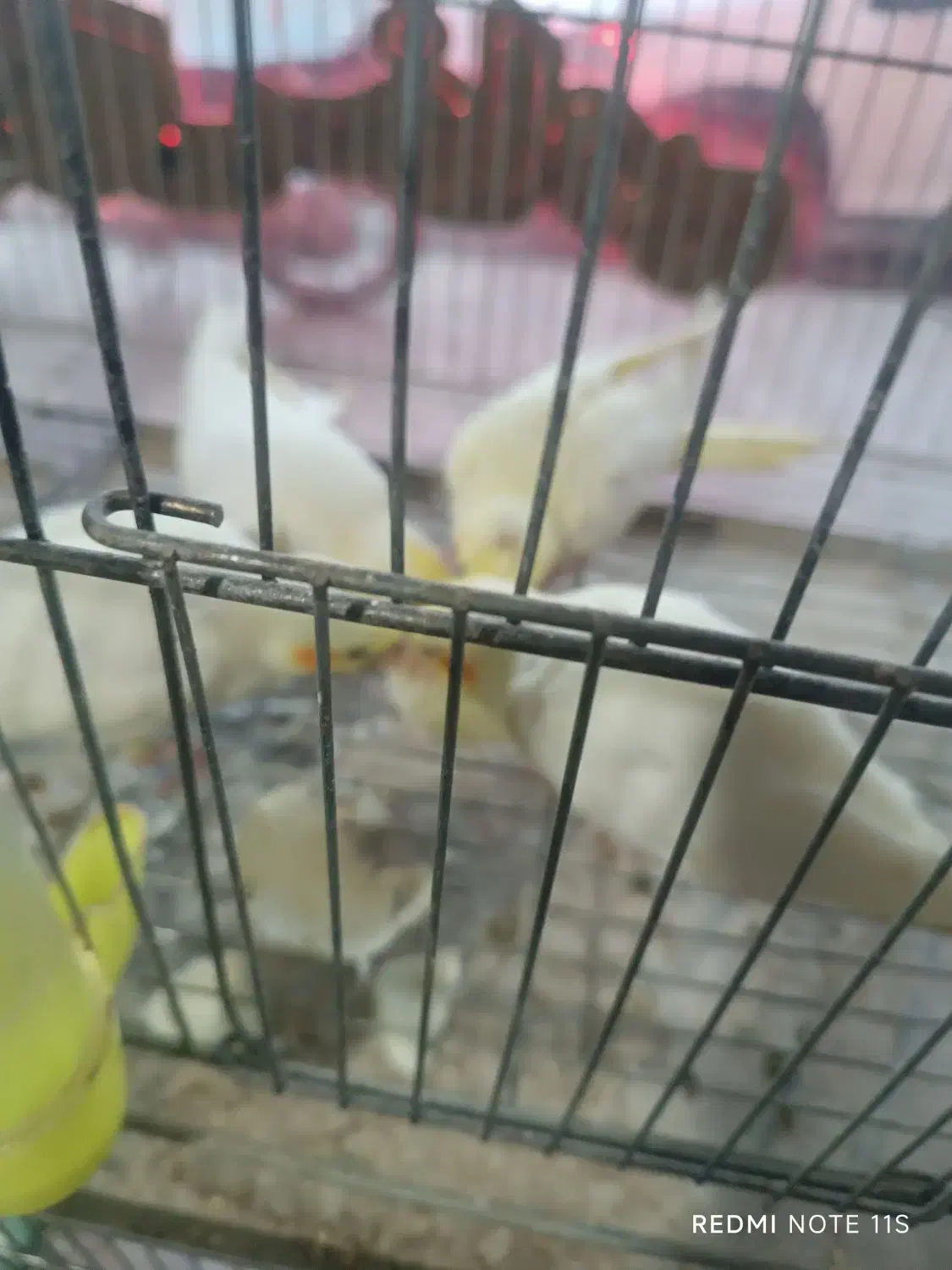 جوجه عروس|پرنده|نورآباد, |دیوار