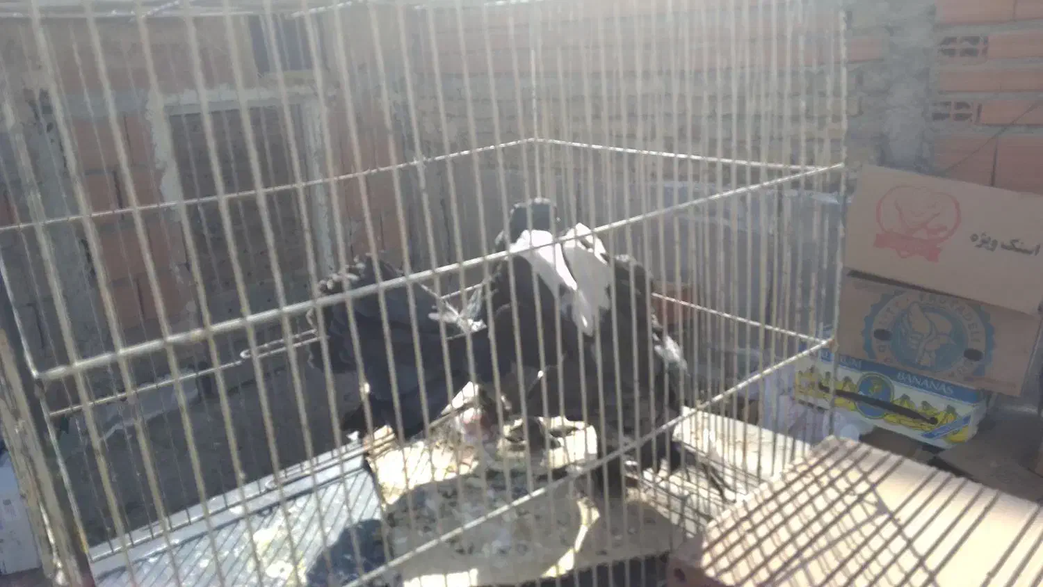 کبوتر تزئینی ترکیه ای شامپیون چتری بلژیکی(شامی)سرو|پرنده|بومهن, |دیوار