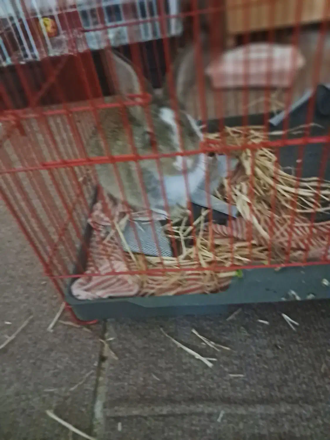 خرگوش دستی رایگان|موش و خرگوش|شاهینشهر, شهرک گلدیس|دیوار