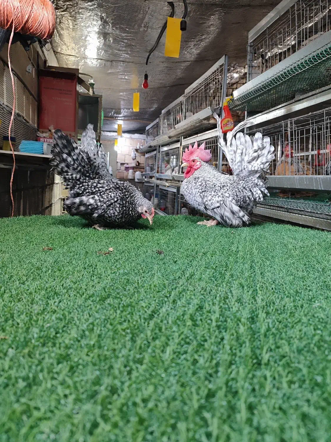 تخم نطفه دار جاپنیز|حیوانات مزرعه|اصفهان, سروستان|دیوار