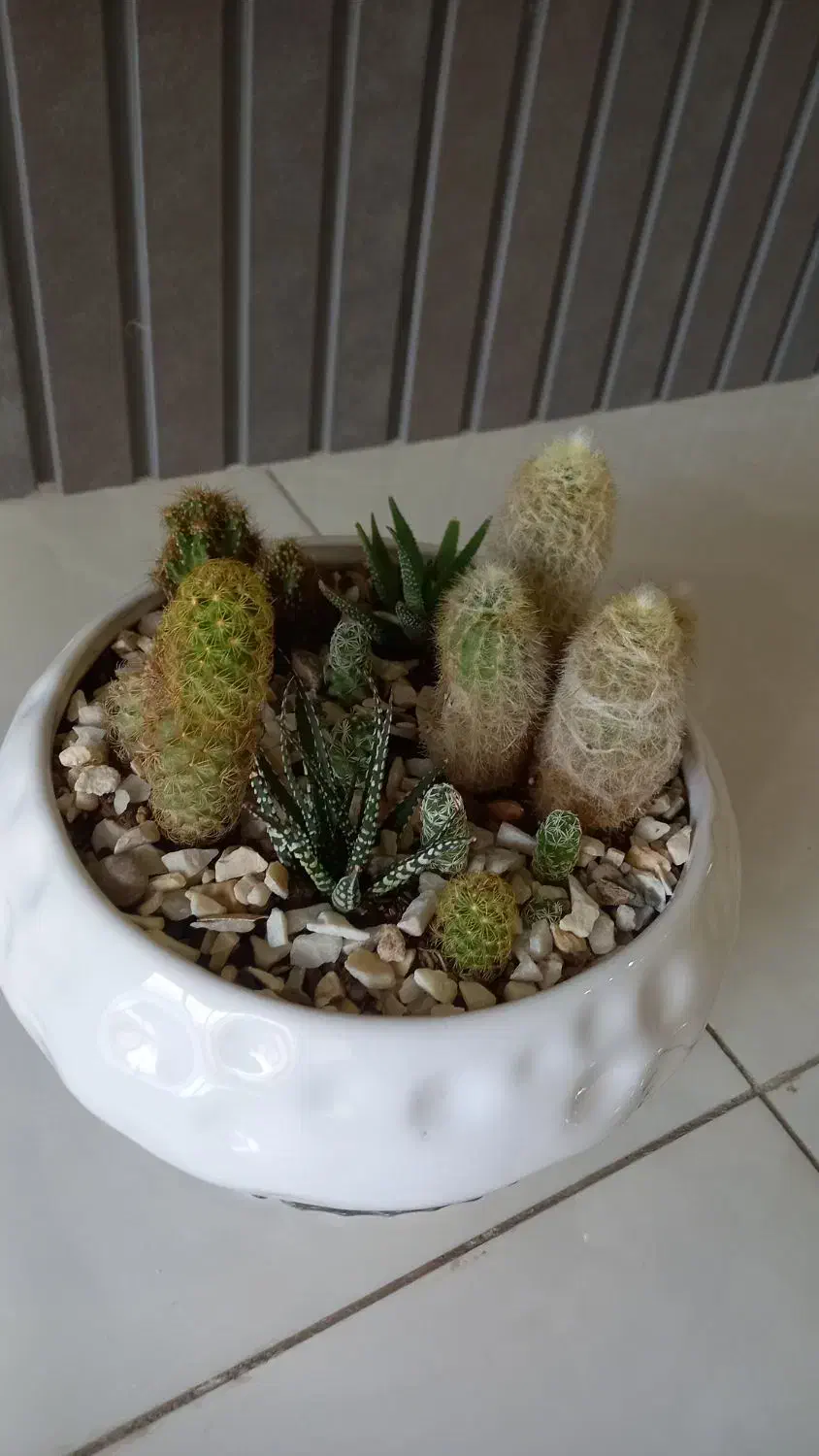 گل طبیعی،دیش گاردن کاکتوس|گل و گیاه طبیعی|مبارکه, |دیوار