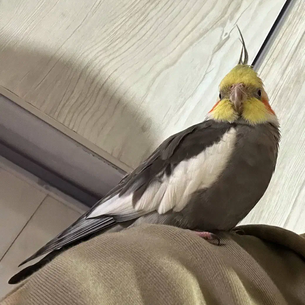 عروس هلندی گمشده|حیوانات|صفادشت, |دیوار