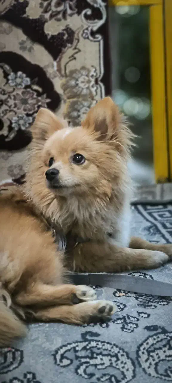 سگ پامر روباهی|سگ|کرمانشاه, |دیوار