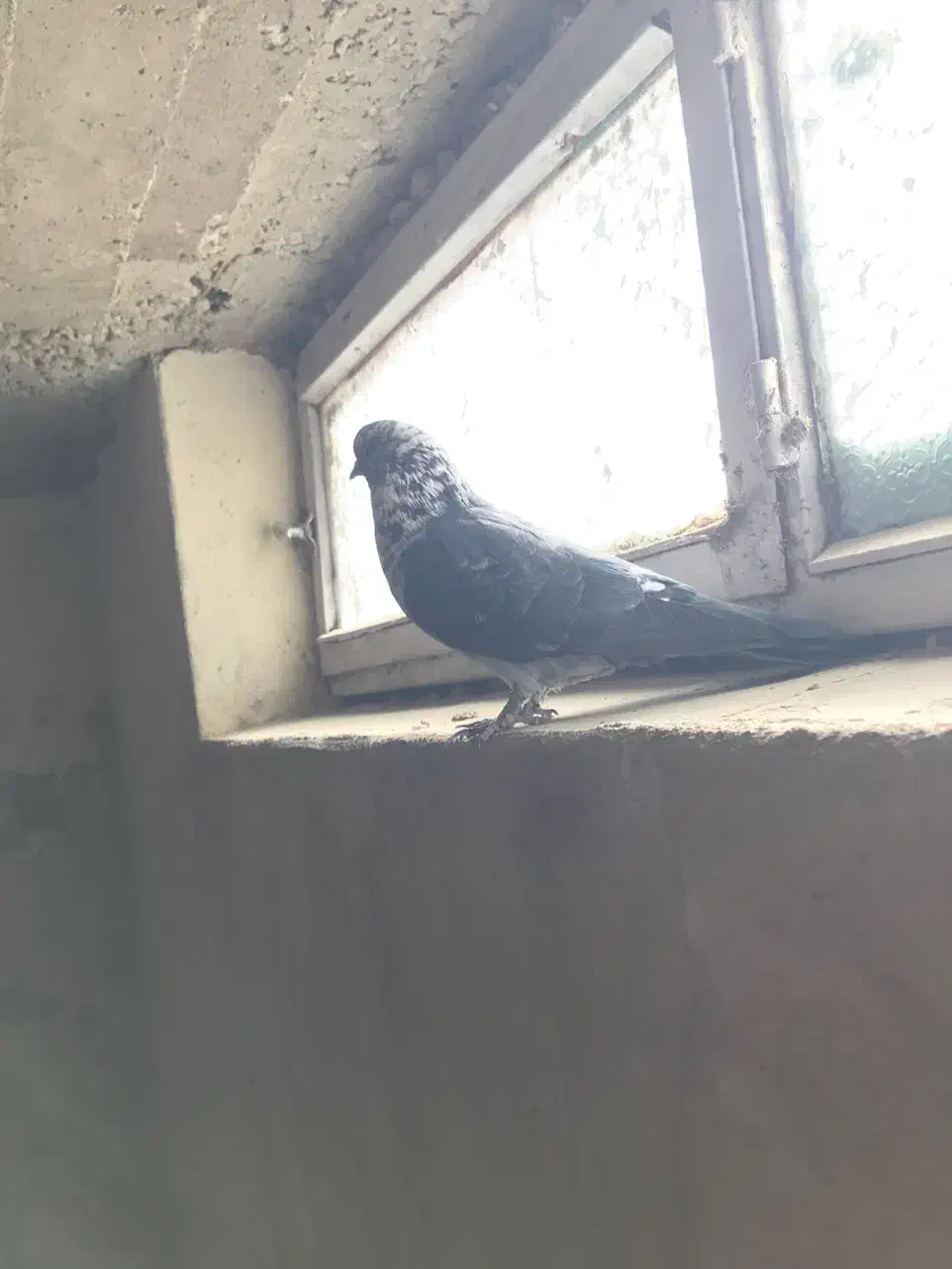 کبوتر نر قاره پرشی|پرنده|فرخشهر, |دیوار