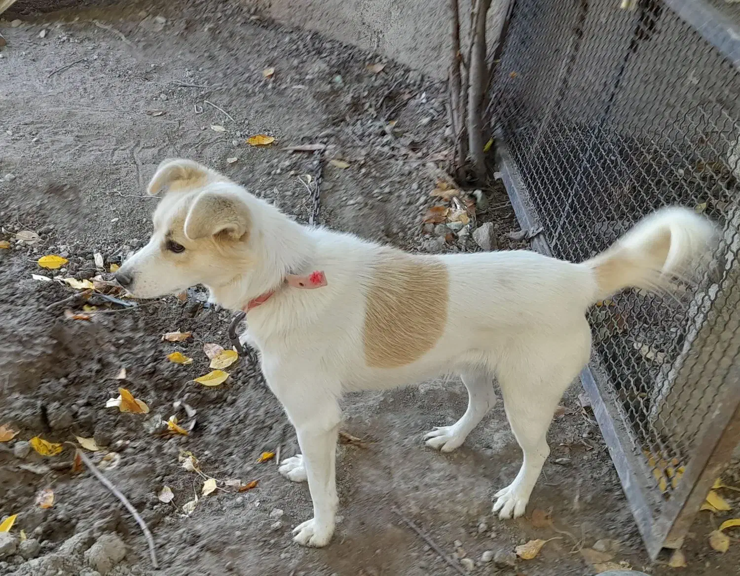 بیستی نر وماده|سگ|اهر, |دیوار