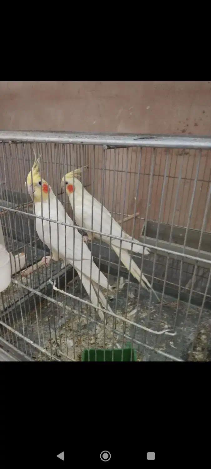 طوطی عروس هلندی ماده 2عدد|پرنده|کاشان, امیرکبیر|دیوار