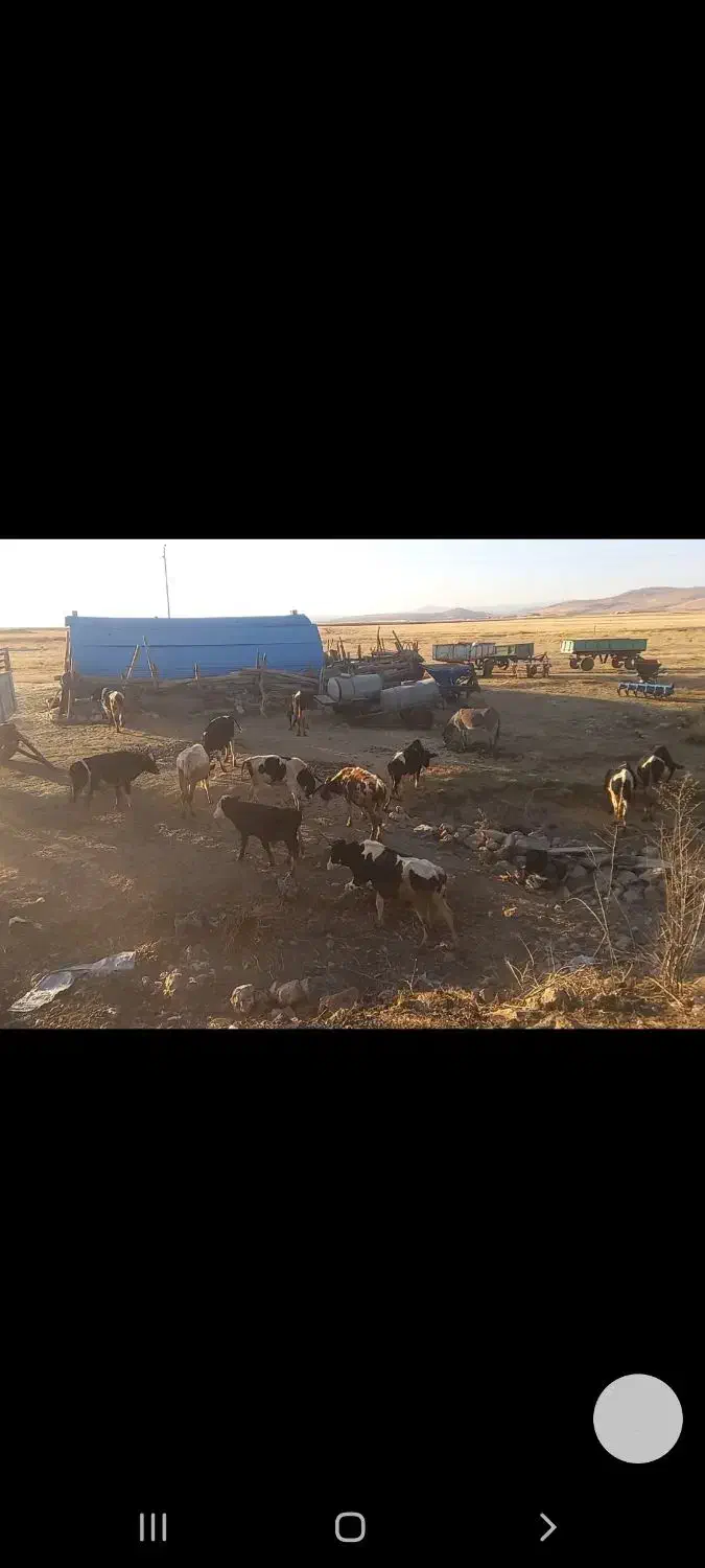 ۱۲راس گوساله دورگه صحرا-رو|حیوانات مزرعه|دالاهو, |دیوار