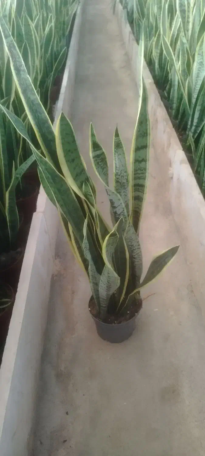 فروش عمده گل و گیاه|گل و گیاه طبیعی|بندر کنگان, |دیوار