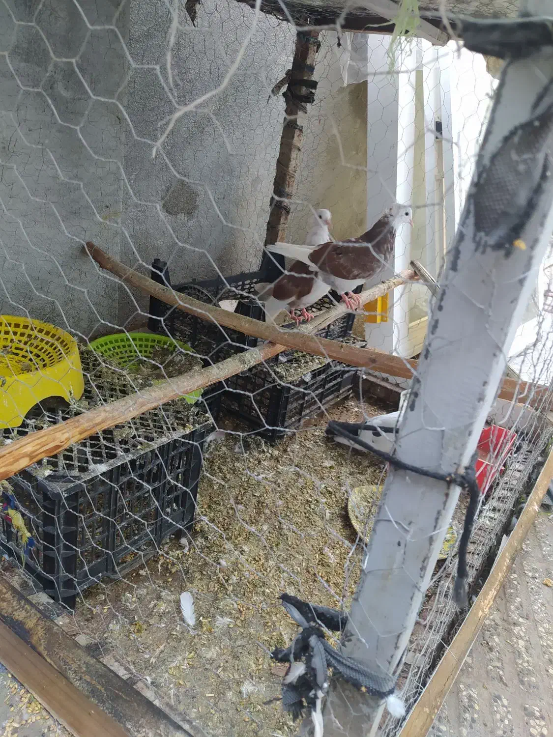 کفترمعاوضه بایک جفت مرغ عشق ماده|پرنده|گرگان, |دیوار