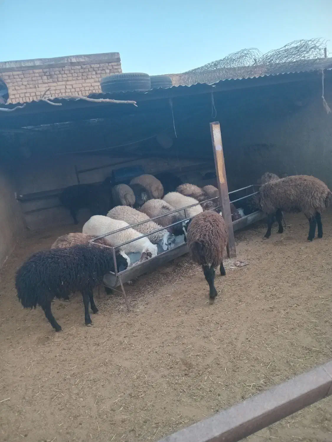 گوسفند بره نر|حیوانات مزرعه|هشتگرد, شهرک بعثت|دیوار