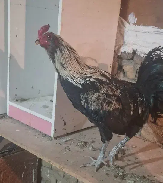 خروس اصیل گلین، کود رایگان|حیوانات مزرعه|وحیدیه, |دیوار