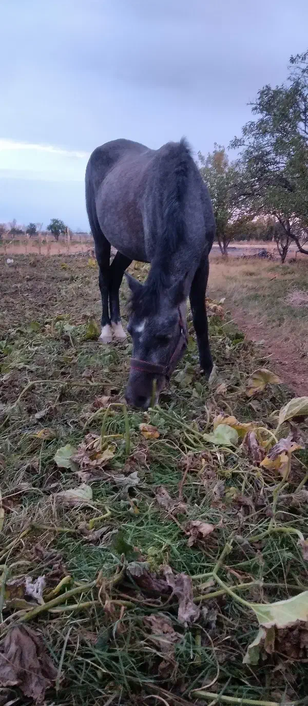 اسب مادیان سه ساله کرد|اسب و تجهیزات اسبسواری|تبریز, |دیوار