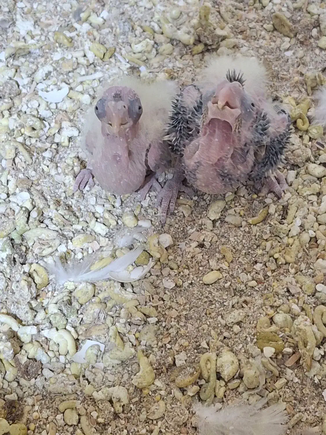 جوجه عروس سرلاکی|پرنده|سهند, |دیوار