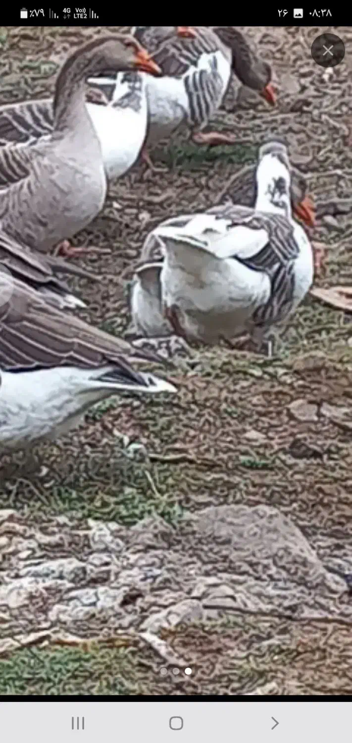 غاز|حیوانات مزرعه|نیر (اردبیل), |دیوار