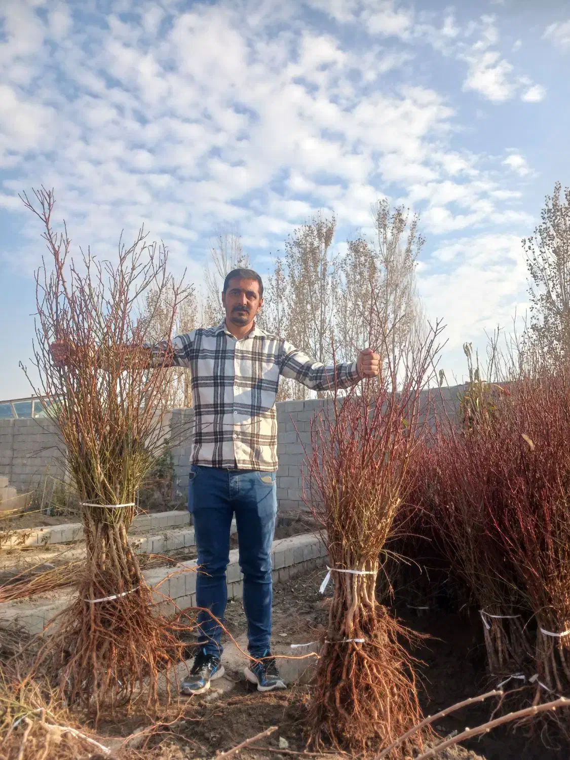 نهال بادام مناسب مصرف تازه خوری و صادراتی|خدمات باغبانی و درختکاری|سبزوار, قصبه غربی|دیوار