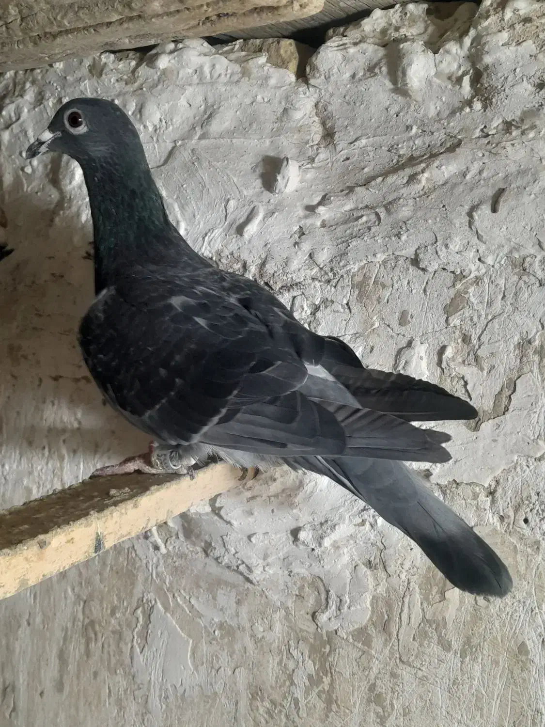 کبوتر|پرنده|چناران, |دیوار