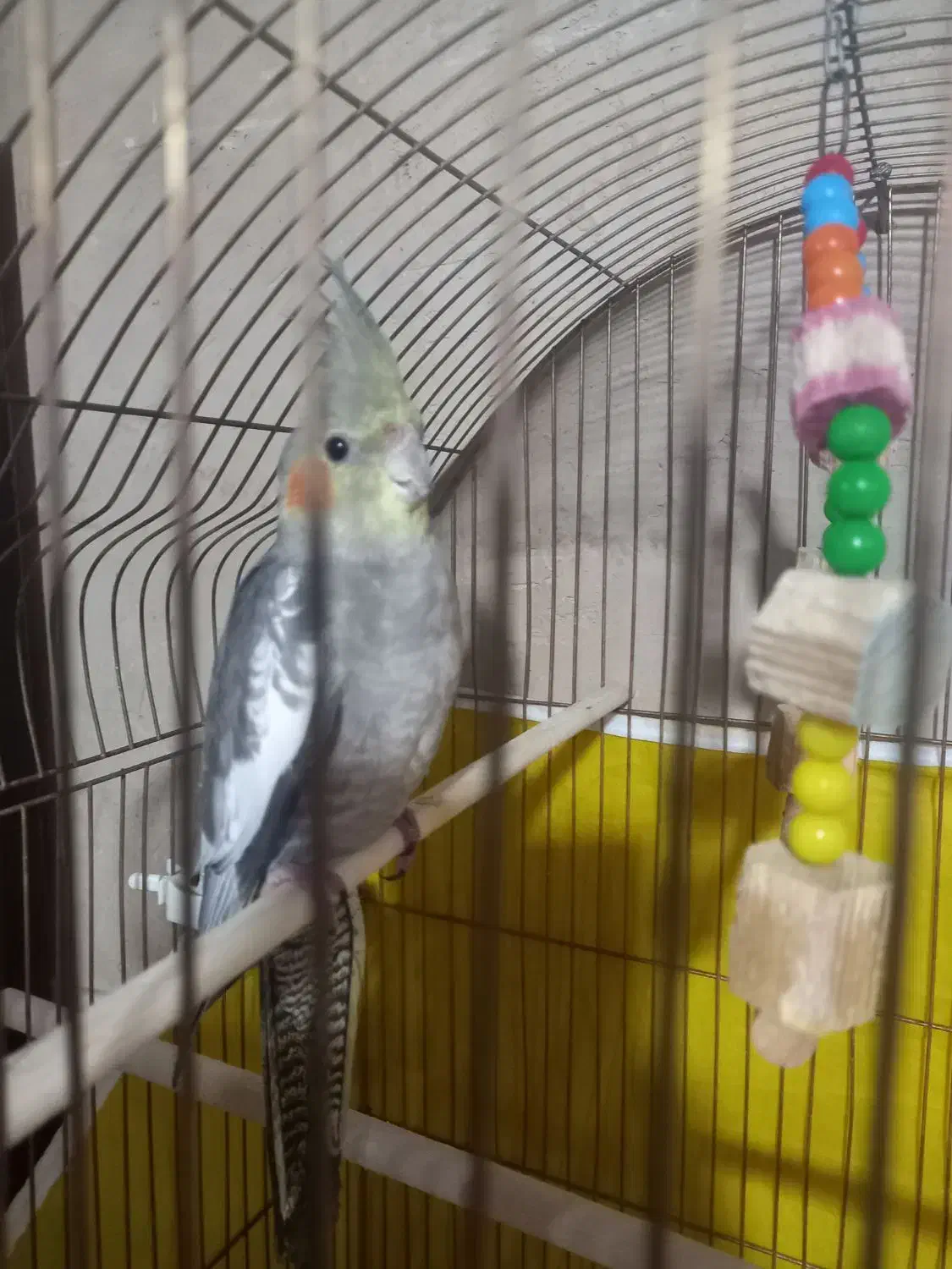 عروس هلندی|پرنده|اهر, |دیوار