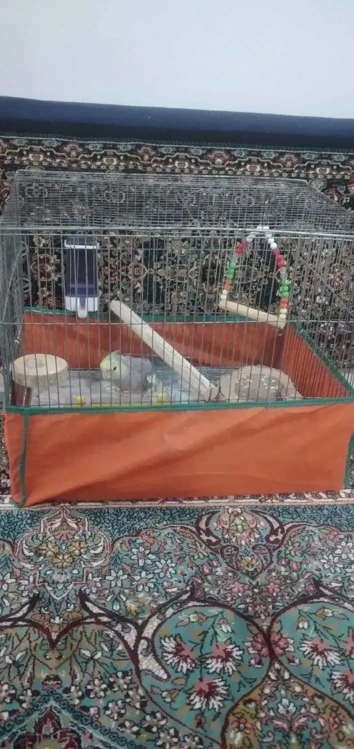 عروس هلندی با قفس|پرنده|رودهن, |دیوار