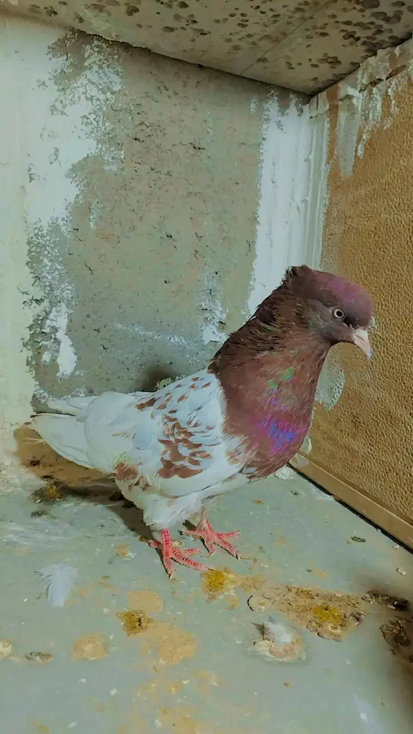 کفتر کله|پرنده|تربت جام, شاهد|دیوار