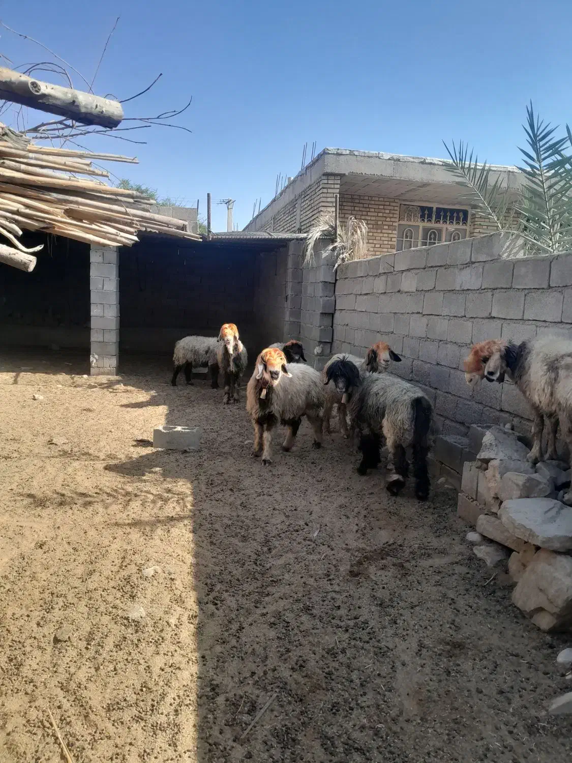 میش بختیاری|حیوانات مزرعه|شوشتر, |دیوار