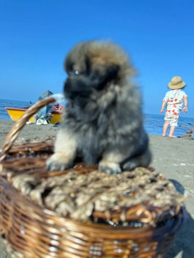 سگ پشمالو کوچولو نازنازی|سگ|گرگان, |دیوار